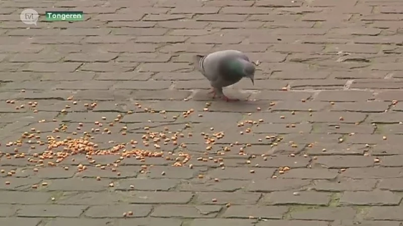 Anticonceptiepil doet aantal duiven in Tongeren afnemen met 30 procent