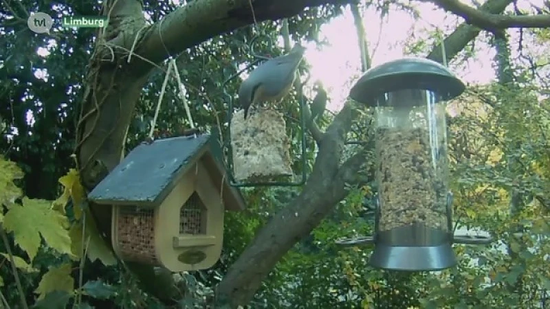 Het is tijd om opnieuw de vogels te voederen in uw tuin
