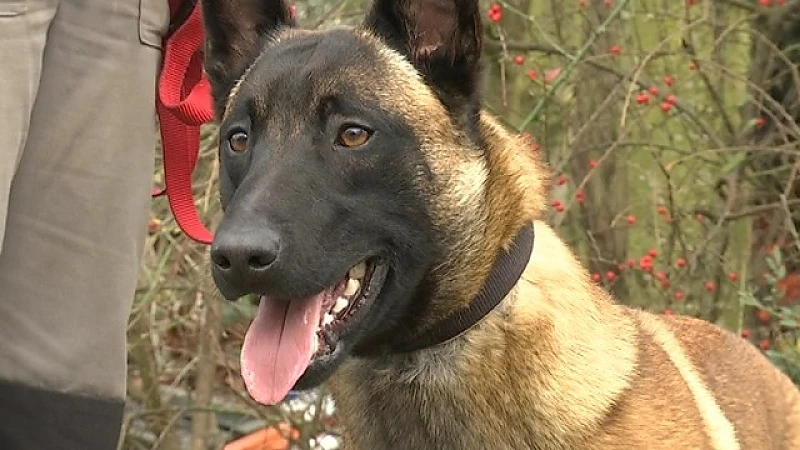 Hond die kinderen aanviel in Beringen mag weer naar huis