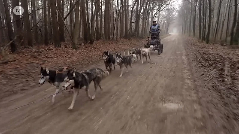 Meeuwen-Gruitrode: Sledehonden