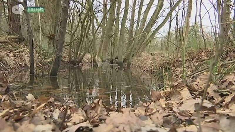 Wordt Groene Delle splijtzwam in Hasseltse meerderheid?
