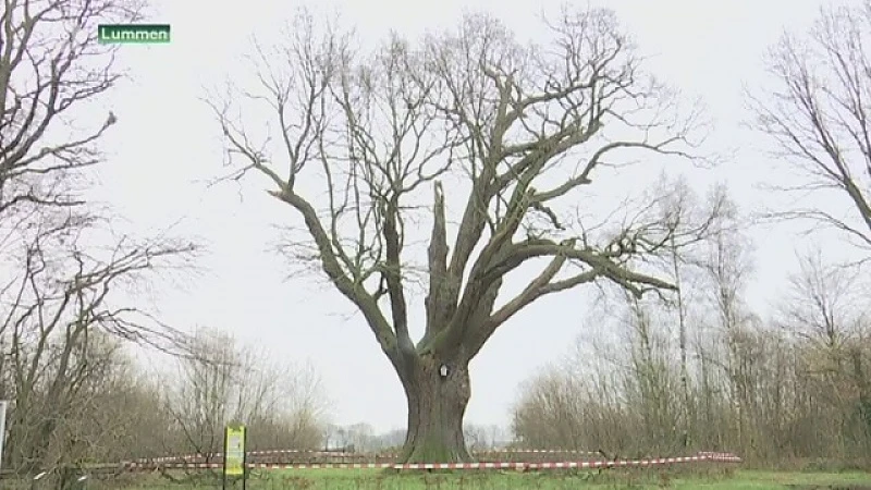 1000-jarige eik in Lummen bedreigd door schimmel