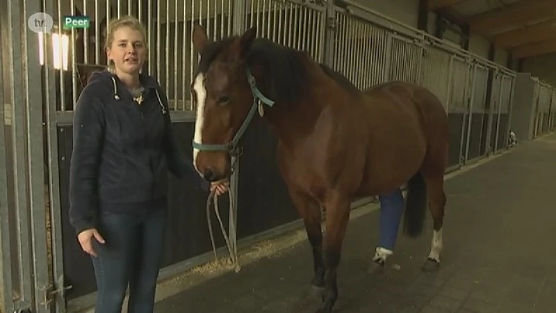 Het gaat beter met paard en zwaan die slachtoffer werden van vuurwerk