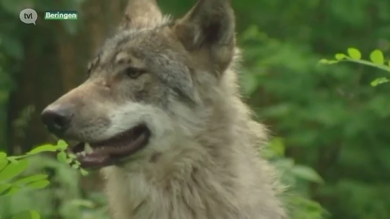 Wolf verbleef afgelopen dagen in Beringen, vlakbij speeltuin.