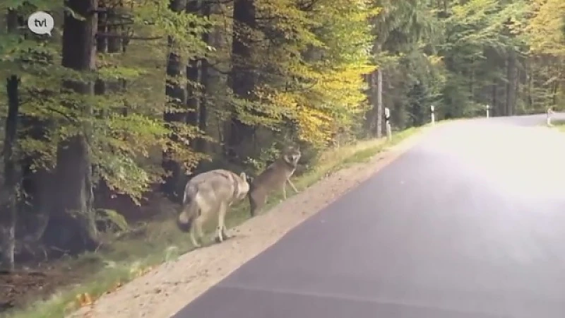 Wolf blijft zeker een tijdje hangen in Limburg