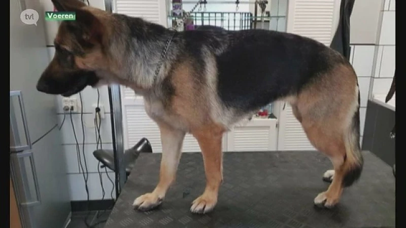 Hond doodgeschoten in Voeren