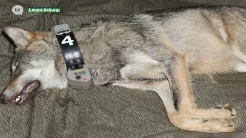 Minister Schauvliege over de wolf in Limburg