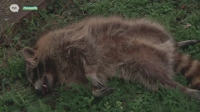 Natuurhulpcentrum vindt dode wasbeer in centrum Hasselt