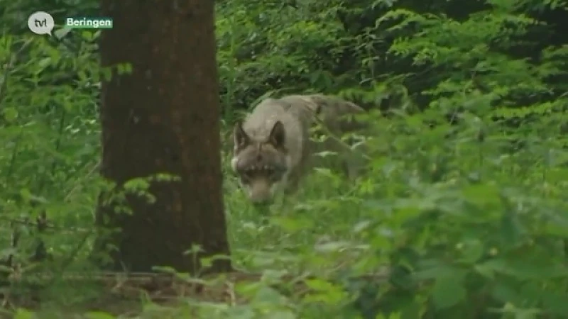 Wolf Naya is nog steeds in Limburg, het ziet er naar uit dat ze blijft