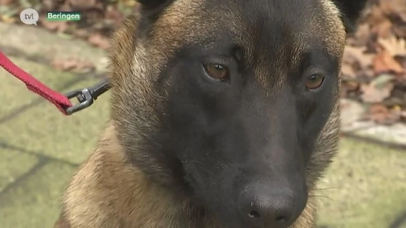Hond Uscko mag weer naar huis