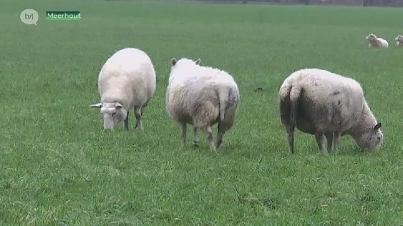 Is wolf Naya vertrokken uit Leopoldsburg? Schapen doodgebeten in Meerhout.