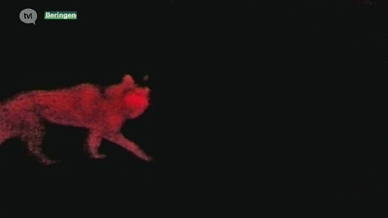 Man komt oog in oog te staan met wolf in Paal
