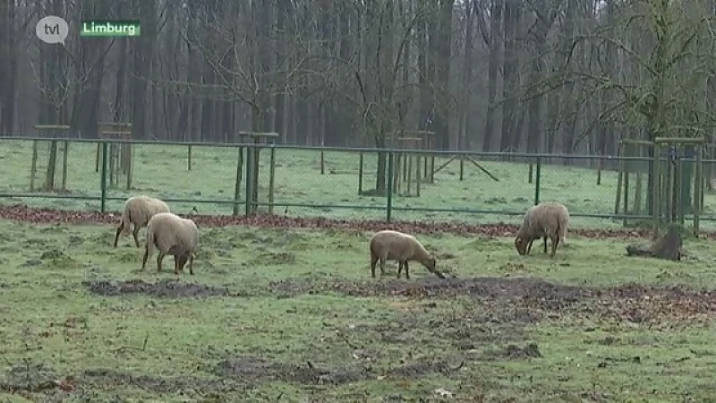 Heeft Naya opnieuw toegeslagen? "Acht schapen doodgebeten in Ranst"