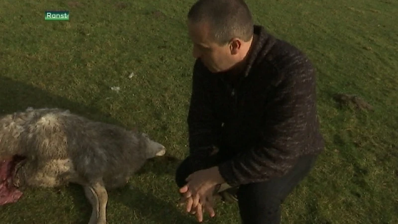 Tiental schapen doodgebeten in Ranst: "Onmogelijk dat wolvin Naya daar geweest is."