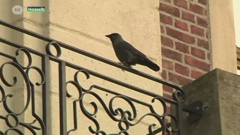 Limburgers tellen vogels tijdens vogeltelweekend