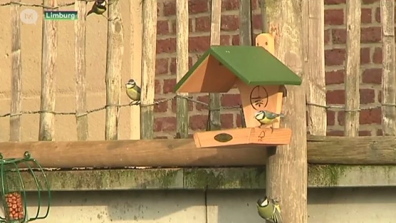 Steeds minder merels in Limburg