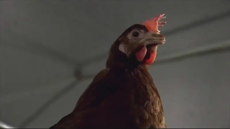 Vogelgriep vastgesteld bij pluimveebedrijf in Tongeren
