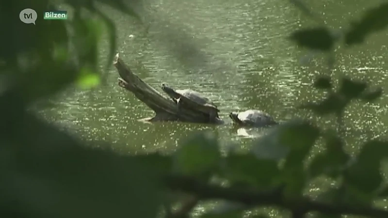 Waterschildpadden duiken op in vijvers in heel Limburg omdat Europese richtlijn opvang verbiedt