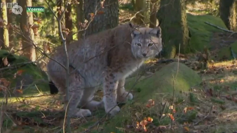 Wandelaars niet helemaal gerust nu lynx gespot werd in Voeren