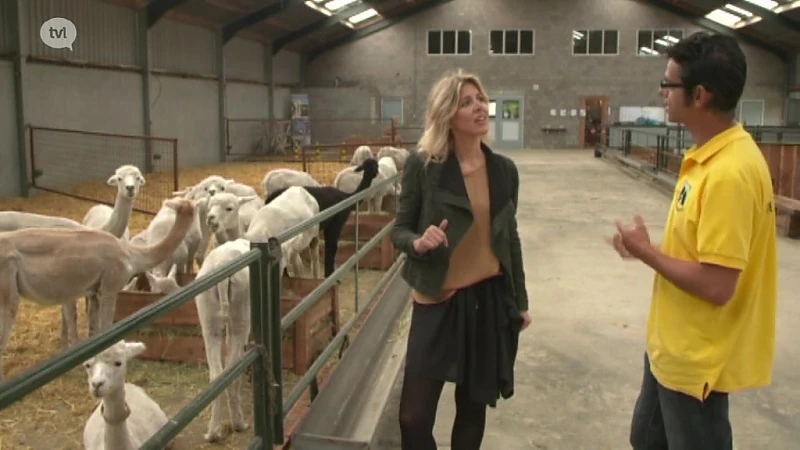 IN DE BUURT-  Alpacaboerderij