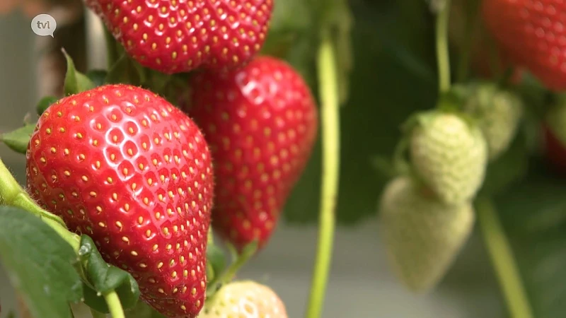 Aardbeienseizoen