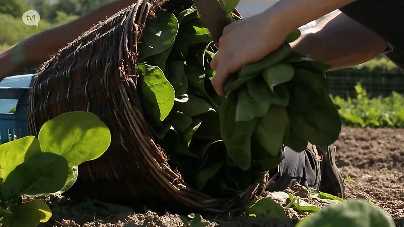 Jo: wok van kip, Limburgse groene asperges en spinazie