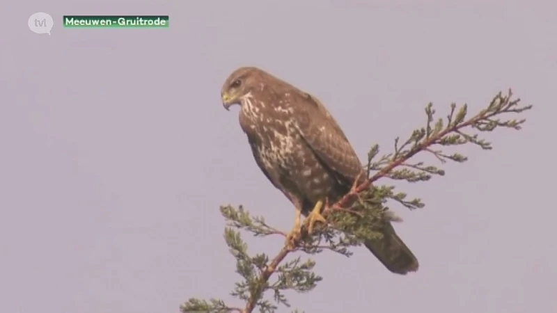 Buizerd valt joggers aan in Meeuwen-Gruitrode