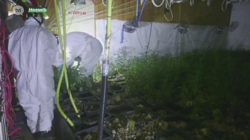 Parket treft 5 weedplantages aan bij 15 huiszoekingen in Limburg