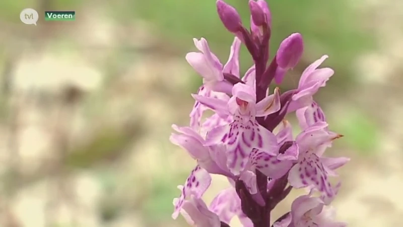 Voor het eerst in 60 jaar groeien er nieuwe wilde orchideeën in Voerens natuurgebied Altenbroek