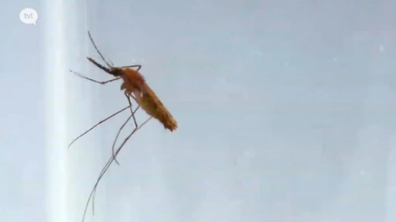 Malariamug is onderweg naar Limburg. Gewone muggen zoemen al een maand eerder door uw slaapkamer