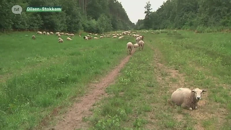 Schapen vervangen machines voor bosbeheer Dilsen-Stokkem