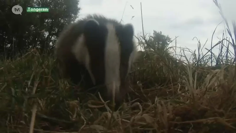 Dit jaar al opvallend veel dassen doodgereden in Haspengouw