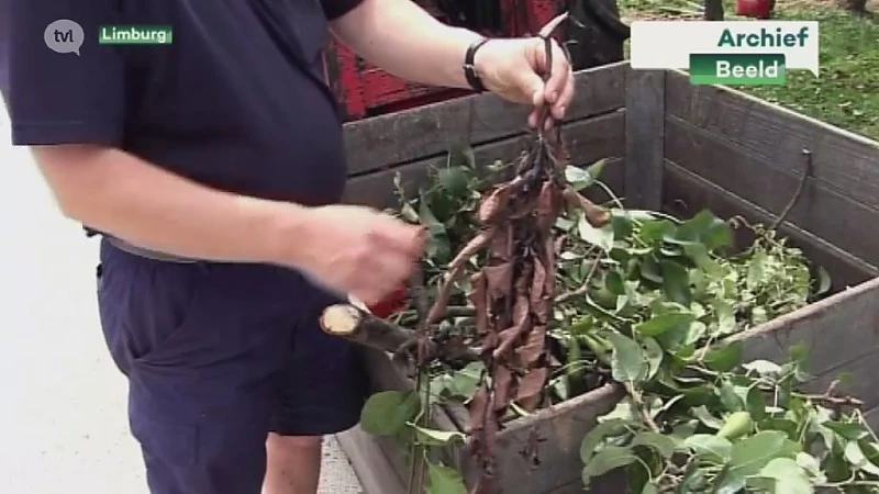 Fruitboeren zijn bang voor bacterievuur