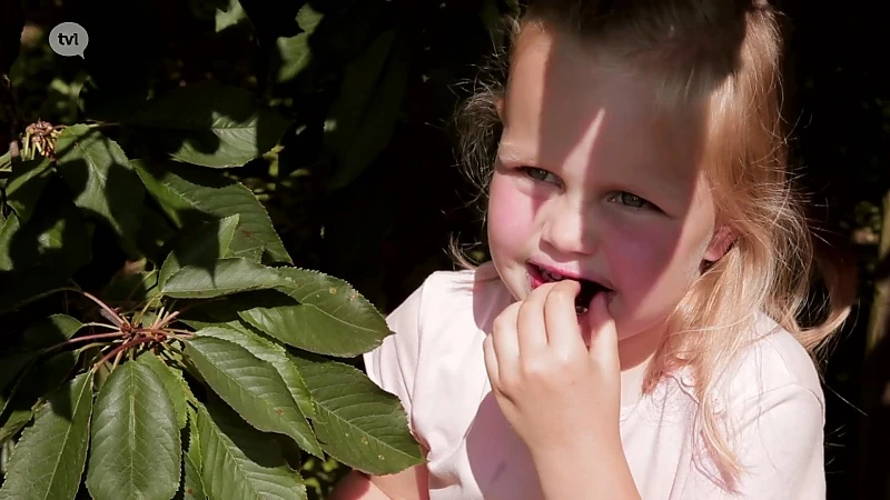 De dag van de kers, zondag 8 juli