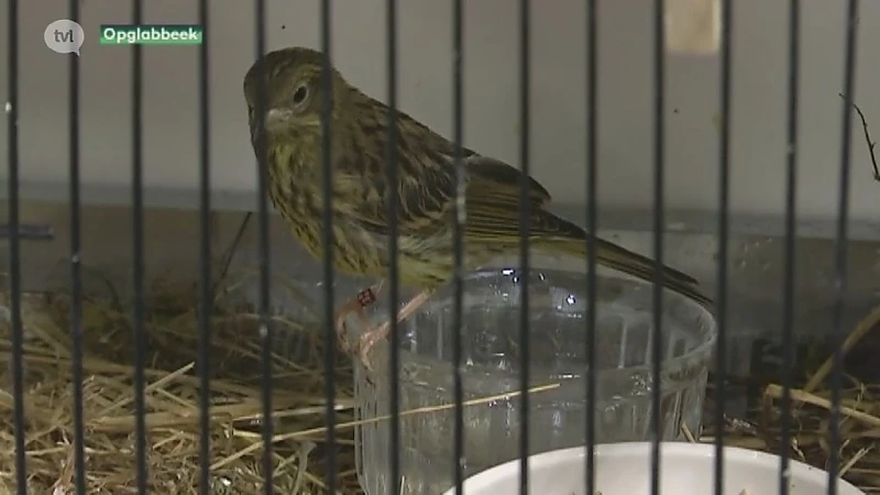 Nesten van jonge vogels leeggeroofd in West-Limburg