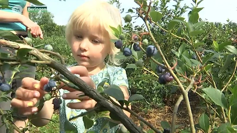 Zelfpluk van blauwbessen in Koersel is begonnen