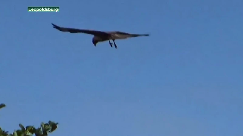 Man al 3 keer aangevallen door een buizerd in Heppen