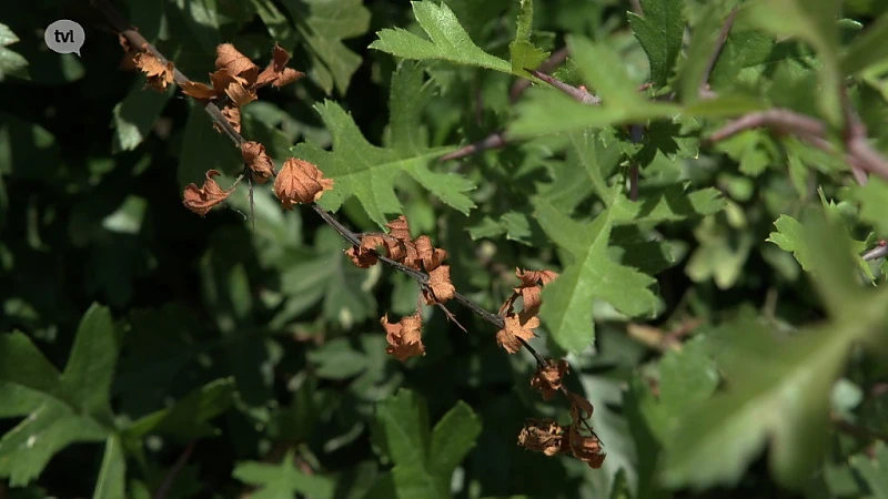 Opgelet: bacterievuur kan fruitsector ernstige schade berokkenen