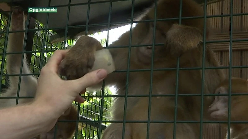 De apen in het Natuurhulpcentrum worden getrakteerd op ijsjes