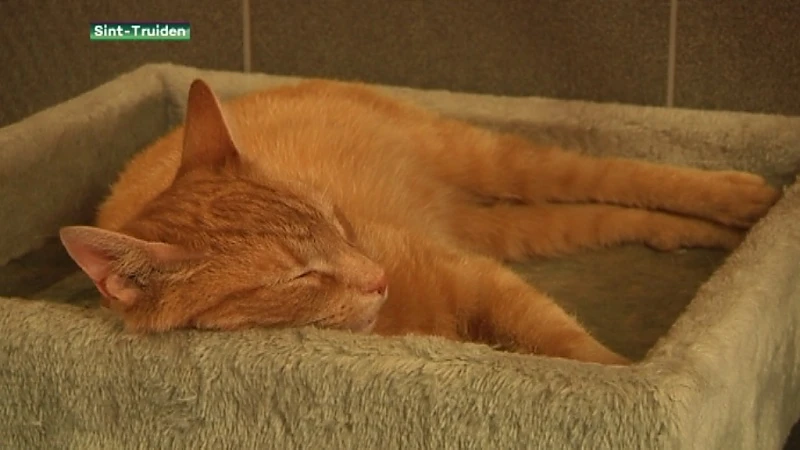 Hitteplan voor dieren is van kracht
