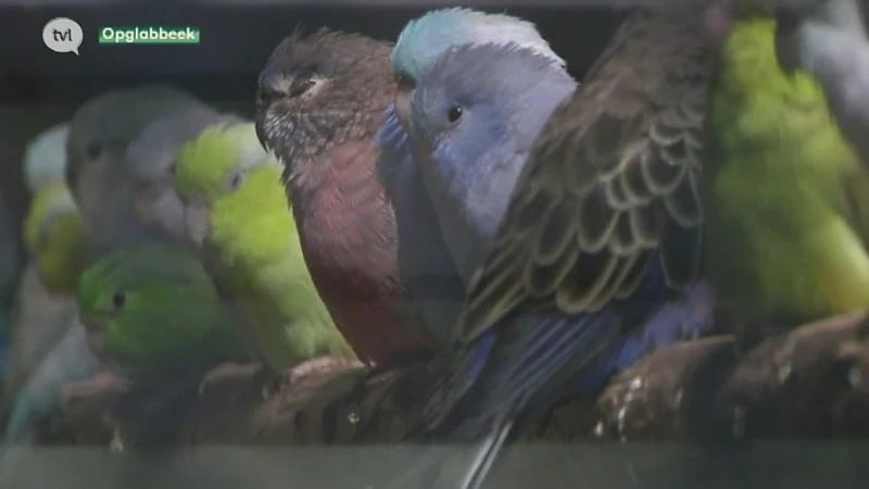 Natuurhulpcentrum vangt 350 gesmokkelde vogels, aapjes en stinkdieren op