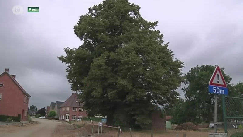 Eeuwenoude Lindeboom in Linde bedreigd