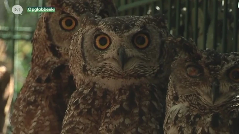 17 in beslag genomen roofvogels in Natuurhulpcentrum Opglabbeek