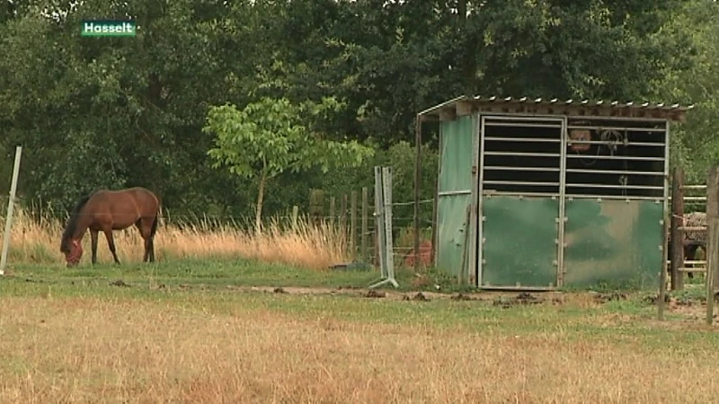 Paardenbeul takelt paard toe in Hasselt, dier overleden aan snijwonden