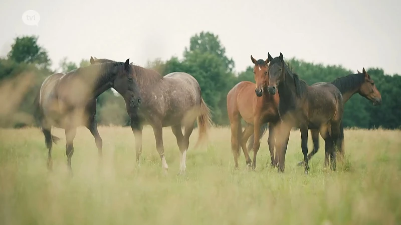 Kwaliteitsverbetering van paardenweides