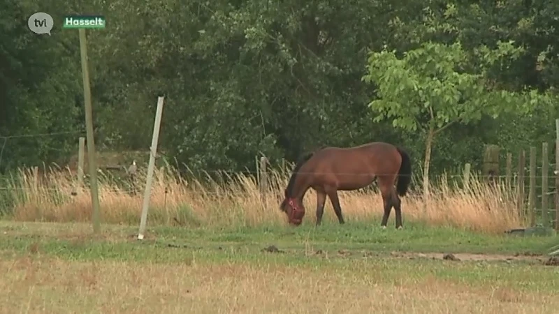 Dierenarts over paardenbeul Hasselt: "Paard is bewust toegetakeld"
