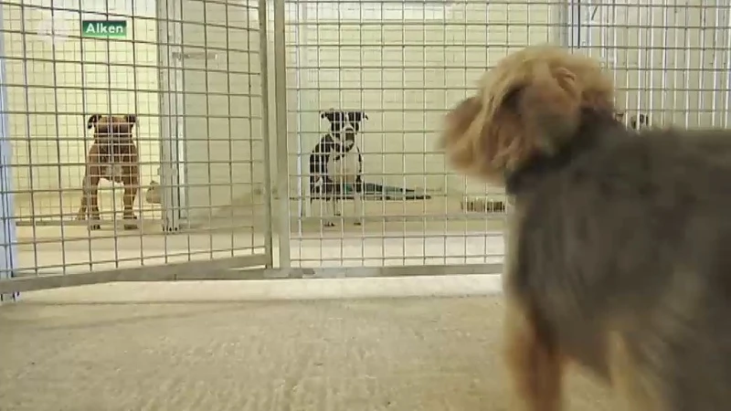 Dierenhotels zitten vol
