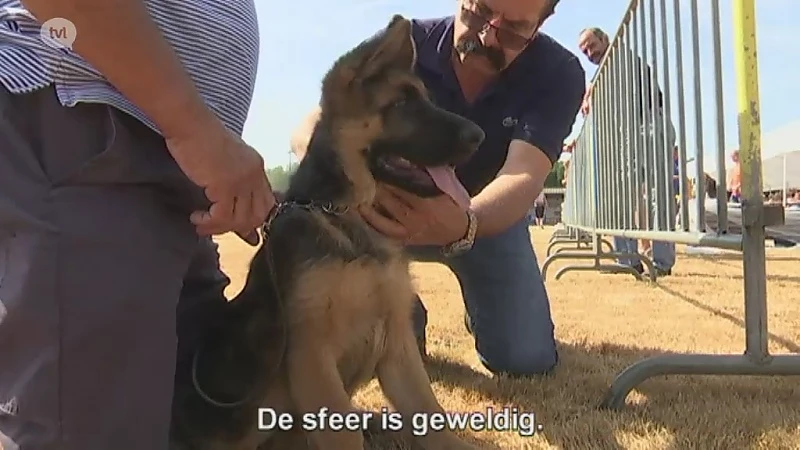 Wereldtop van de Duitse herders strijkt neer in Heusden-Zolder