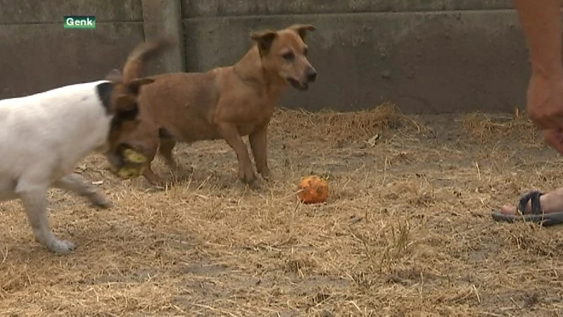 Asiel overspoeld door gedumpte dieren