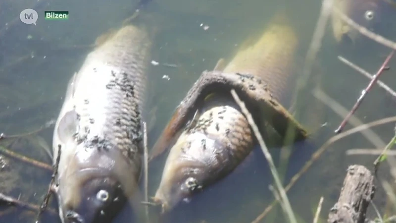 Massale vissterfte in visvijver in Bilzen